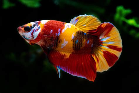 best tank mates for koi fish|galaxy koi betta male.